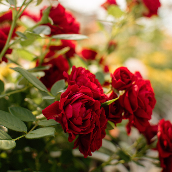 RUBY TERRAZZA®